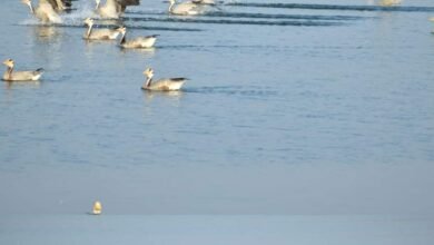 Photo of झारखंड में बर्ड फ्लू का एक भी मामला नहीं!