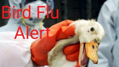 Photo of बर्डफ्लू का अलर्ट जारी; पशुपालन विभाग की टीम ने किया सैंपल कलेक्ट