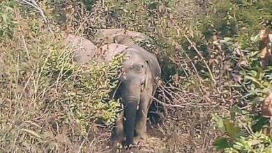 Photo of खलारी पंचायत के गांव में मंगलवार की रात 20 जंगली हाथियों का झुंड पहुंचा और जमकर उत्पात मचाया