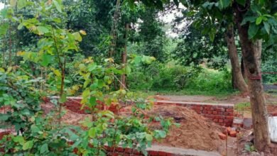 Photo of सैंकड़ों कीमती पेड़ों की काटकर पेड़ों एवं जमीनों की जोत दखल कब्जा कर जमीनों को बिक्री की जा रही है