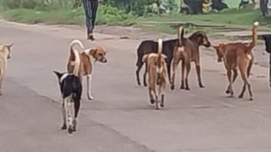 Photo of कुत्ते के झुंड सड़कों में रहने से आवागमन में लोगों को परेशानियों का सामना करना पड़ रहा है