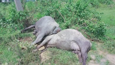 Photo of पतरातू बावन धारा खैर मांझी द्वार के पास करंट लगने से दो भैंसों की हुई मौत